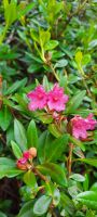 Alpenrose