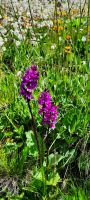 Wilde Orchideen