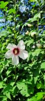 Hibiskus &ndash; &copy; Betina Marinow (Eberhardt TRAVEL)