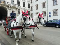 Mit dem Fiaker durch Wien  &ndash; &copy; Martina Pötschke (Eberhardt TRAVEL)