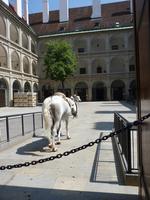 Spanische Hofreitschule &ndash; &copy; Steffi Zimmermann (Eberhardt TRAVEL)