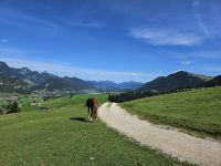 Pferd am Zahmen Kaiser.jpg &ndash; &copy; Sophia Bär (Eberhardt TRAVEL)