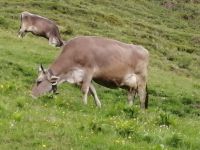 Eine tierische Nahbegegnung &ndash; &copy; Alicia Eckert (Eberhardt TRAVEL)
