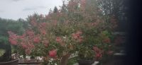 Bonsai Garten