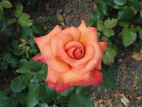 mit dieser Rose verabschieden wir uns vom Börsenhof und den Wiener Alpen