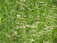 Wiese &ndash; &copy; Kerstin Hugel (Eberhardt TRAVEL)