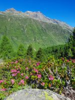 Alpenrosen &ndash; &copy; Betina Marinov (Eberhardt TRAVEL)
