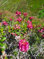 Alpenrosen &ndash; &copy; Betina Marinov (Eberhardt TRAVEL)