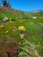 Gelber Enzian &ndash; &copy; Betina Marinov (Eberhardt TRAVEL)