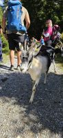 Stubaital, Wilde Wasser Weg und Ziegen  &ndash; &copy; Ria Heilmann (Eberhardt TRAVEL)