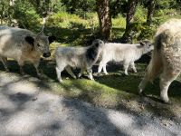 Treue Wegbegleiter &ndash; &copy; Vicky Kern (Eberhardt TRAVEL)