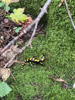 Feuersalamander &ndash; &copy; Vicky Kern (Eberhardt TRAVEL)