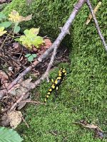 Feuersalamander &ndash; &copy; Vicky Kern (Eberhardt TRAVEL)