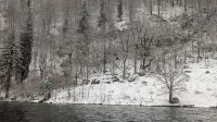 Rehe am Königssee  &ndash; &copy; Natalie Hady (Eberhardt TRAVEL)