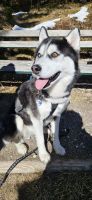 Husky Loki