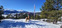 Begrüßung durch den Hüttenhund