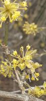 Dirndlblüte &ndash; &copy; Kerstin Hugel (Eberhardt TRAVEL)