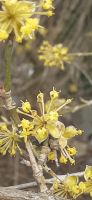 Dirndlblüte &ndash; &copy; Kerstin Hugel (Eberhardt TRAVEL)