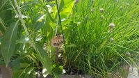 Bad Goiser - im Garten von Rainer und Doris - Blatt-Kren &ndash; &copy; Anke Nicke (Eberhardt TRAVEL)