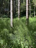 SalzAlpenSteig Etappe 11: Schachtelhalm