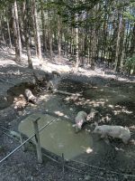 SalzAlpenSteig Etappe 11: glückliche Schweine &ndash; &copy; Patrick Fritzsche-Vorwerg (Eberhardt TRAVEL)
