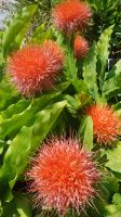 Insel Mainau 24 &ndash; &copy; Anke Nicke (Eberhardt TRAVEL)