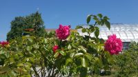 Insel Mainau - Rosengarten 17 &ndash; &copy; Anke Nicke (Eberhardt TRAVEL)