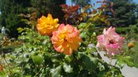 Insel Mainau - Rosengarten 18 &ndash; &copy; Anke Nicke (Eberhardt TRAVEL)