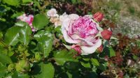 Insel Mainau - Rosengarten 20 &ndash; &copy; Anke Nicke (Eberhardt TRAVEL)