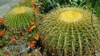 Insel Mainau 35 &ndash; &copy; Anke Nicke (Eberhardt TRAVEL)