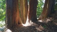 Insel Mainau 04 &ndash; &copy; Anke Nicke (Eberhardt TRAVEL)