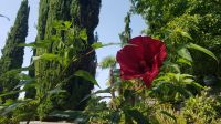 Insel Mainau 09 &ndash; &copy; Anke Nicke (Eberhardt TRAVEL)