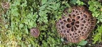 Reichlich Pilze unterwegs &ndash; &copy; Ria Heilmann (Eberhardt TRAVEL)