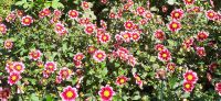 Insel Mainau &ndash; &copy; Kerstin Hugel (Eberhardt TRAVEL)