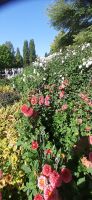 Insel Mainau &ndash; &copy; Kerstin Hugel (Eberhardt TRAVEL)
