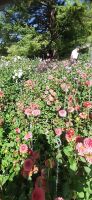 Insel Mainau &ndash; &copy; Kerstin Hugel (Eberhardt TRAVEL)