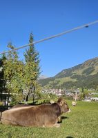 Riezlern, glückliche Kühe &ndash; &copy; Ria Heilmann (Eberhardt TRAVEL)