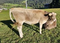 Riezlern, glückliche Kühe &ndash; &copy; Ria Heilmann (Eberhardt TRAVEL)