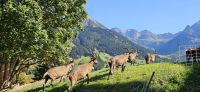 Ziegenherde unterwegs &ndash; &copy; Ria Heilmann (Eberhardt TRAVEL)
