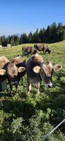 Kühe am Riezler Höhenweg &ndash; &copy; Ria Heilmann (Eberhardt TRAVEL)
