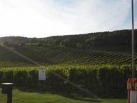Gumpoldskirchen &ndash; &copy; Gisela Gerlach (Eberhardt TRAVEL)