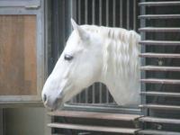 Stolzer Lipizzaner &ndash; &copy; Martina Pötschke (Eberhardt TRAVEL)