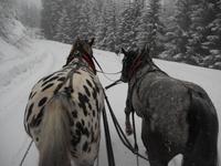 links läuft der 10-jährige Mozart, rechts die 3-jährige Dame Lucia, doch das Kommando hat die Hündin Tessa &ndash; &copy; Martina Wutzler (Eberhardt TRAVEL)
