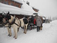 die Pferde sind schon eingespannt für die Talfahrt, bitte einsteigen... &ndash; &copy; Martina Wutzler (Eberhardt TRAVEL)