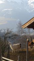 Eberhardt TRAVEL Winterreise in den Kitzbueheler Alpen/Brixental/Tirol - Wildpark Aurach &ndash; &copy; Mandy Lehmann (Eberhardt TRAVEL)