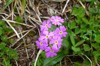 Blumen am Nebelhorn
