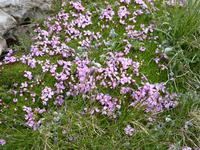 Bergblumen &ndash; &copy; Steffi Zimmermann (Eberhardt TRAVEL)