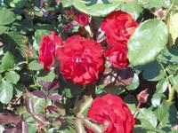 Volksgarten, Rosen &ndash; &copy; Uta Leßke (Eberhardt TRAVEL)