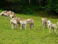 Haflinger Gestüt