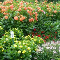 Insel Mainau &ndash; &copy; Kerstin Hugel (Eberhardt TRAVEL)